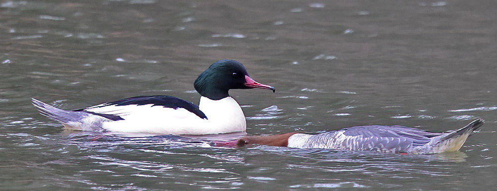 Goosander